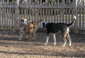 3 Dogs at Play